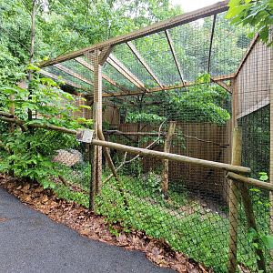 Creation Kingdom - Fossa