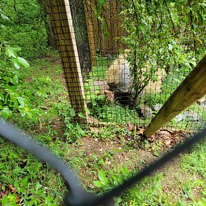 Creation Kingdom - Fossa