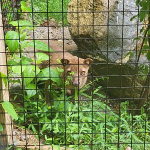 Creation Kingdom - Fossa