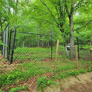 Creation Kingdom - Cheetahs