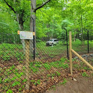 Creation Kingdom - Cheetahs