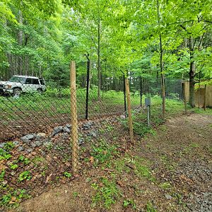 Creation Kingdom - Cheetahs