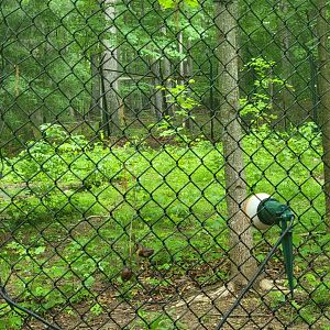 Creation Kingdom - Cheetah in far corner