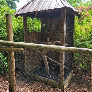 Creation Kingdom - More Amazons