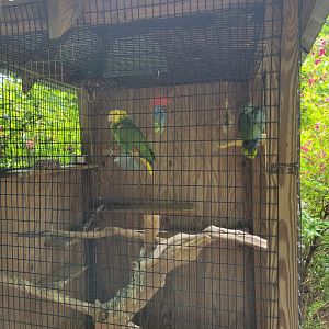 Creation Kingdom - Amazons