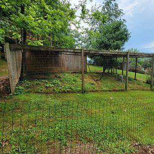 Creation Kingdom - Serval