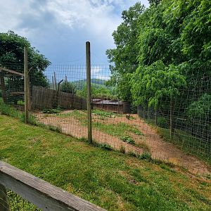 Creation Kingdom - Spotted hyenas