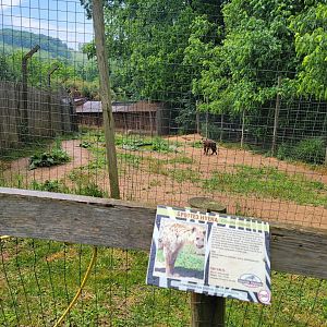 Creation Kingdom - Spotted hyenas