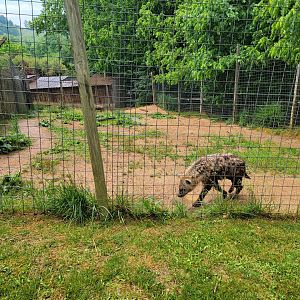 Creation Kingdom - Spotted hyenas