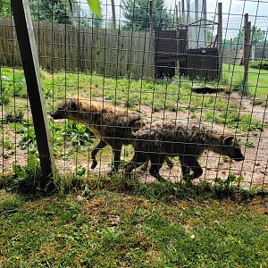 Creation Kingdom - Spotted hyenas