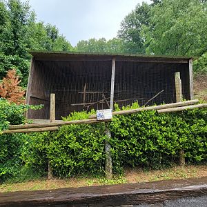 Creation Kingdom - Lemur hybrids, signed as "albifrons lemur"