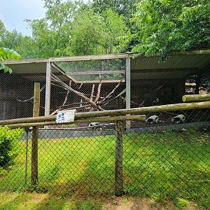 Creation Kingdom - Black & white ruffed lemurs
