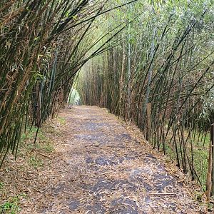 Creation Kingdom - Path