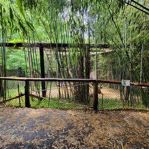 Creation Kingdom - Leopards