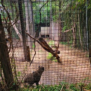 Creation Kingdom - Leopard, spotted