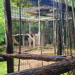 Creation Kingdom - Leopard, black