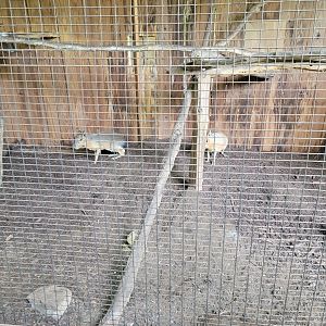 Creation Kingdom - Patagonian mara