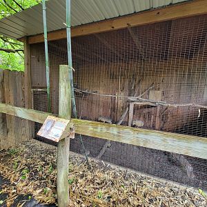 Creation Kingdom - Patagonian mara, signed for prehensile-tailed porcupine
