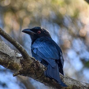 Spangled Drongo