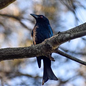 Spangled Drongo