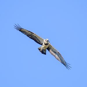 Eastern Osprey