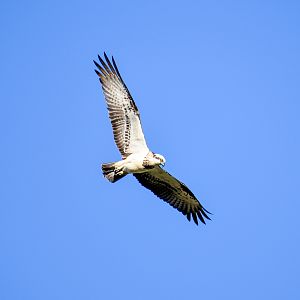 Eastern Osprey