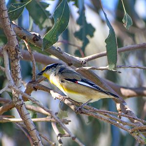 Striated Pardalote