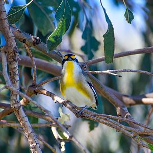 Striated Pardalote