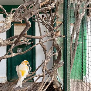 Canary Bird Aviary