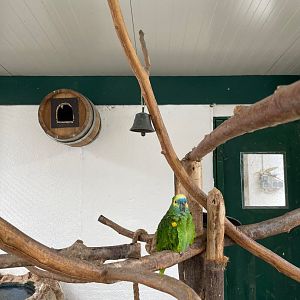 Yellow winged Amazon Aviary