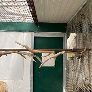 Yellow crested Cockatoo