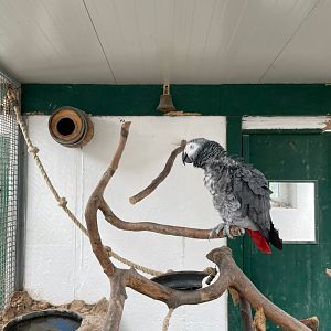 African grey Parrot