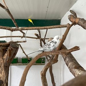 Budgerigar Breedingform