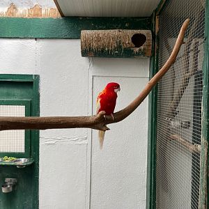 Eastern Rosella Breedingform