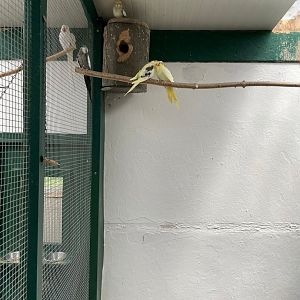 Cockatiel  Breedingform Aviary