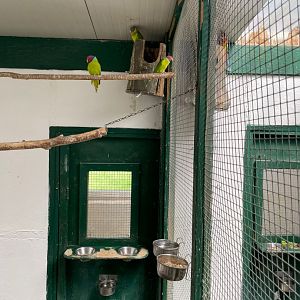 Plum headed Parakeet and Red winged Parrot Aviary