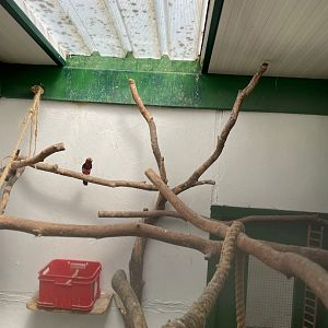 Bearded Barbet Aviary