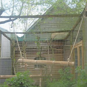 Odsherred Zoo - Cotton-top tamarin exhibit #2