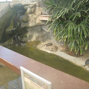 Odsherred Zoo - Paraná - Caiman exhibit