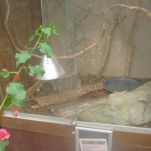 Odsherred Zoo - Paraná - Corn snake exhibit