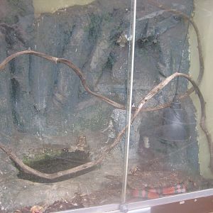 Odsherred Zoo - Paraná - Milksnake exhibit