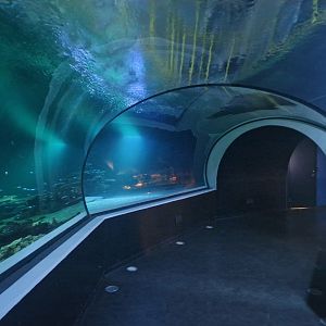 Shark tunnel