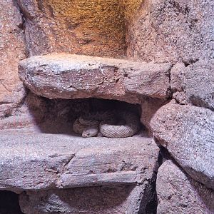 Catalina Island rattlesnake