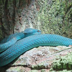 Sunda Island pitviper