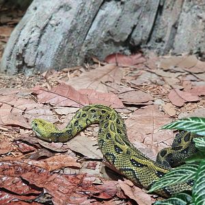 Ethiopian mountain adder