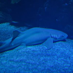 Tawny nurse shark