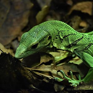 Green tree monitor
