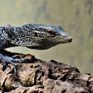 Blue-spotted tree monitor