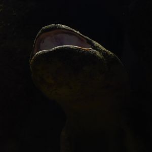 Chinese giant salamander