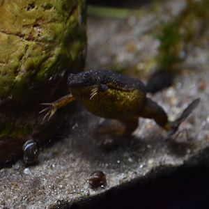 Lake Oku clawed frog